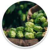 ingredients of Sumatra Slim Belly Tonic